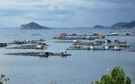 Phú Yên nghiêm cấm nuôi trồng thủy sản tại Vũng Rô sau tháng 10/2013